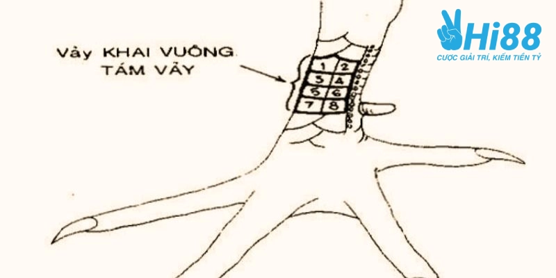 xem vay ga